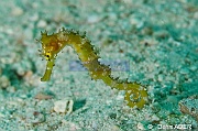 Hippocampus histrix Hippocampe herisse-Liwutonkidi Jetty beach-23m-20180604-Denis-ADER-DSC_4164_tn